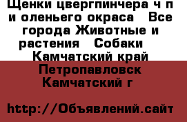 Щенки цвергпинчера ч/п и оленьего окраса - Все города Животные и растения » Собаки   . Камчатский край,Петропавловск-Камчатский г.